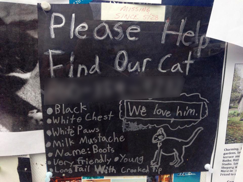 lost cat sign 475.jpg